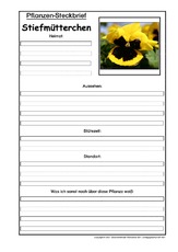Pflanzensteckbrief-Stiefmütterchen.pdf